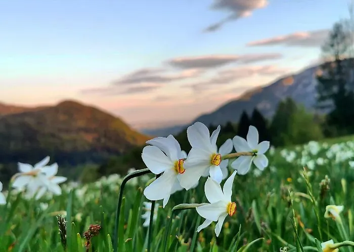 Apartma Rekar - A House, Where Relax In The Embrace Of Nature * Jesenice